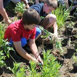 PHLOW tree planting