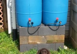 BMP Rain Barrel for Stormwater management and watersheds