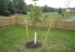 BMP Tree Planting for Stormwater management and watersheds