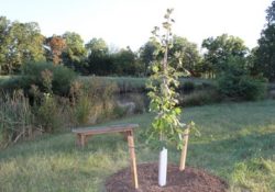 BMP Tree Planting for Stormwater management and watersheds