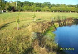 BMP Tree Planting for Stormwater management and watersheds