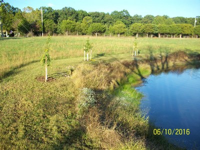 BMP Tree Planting for Stormwater management and watersheds