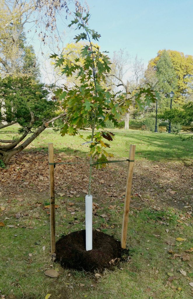 Use these tree planting guides to help get your trees off to a great start! Includes illustrations and instructions for large and small trees.